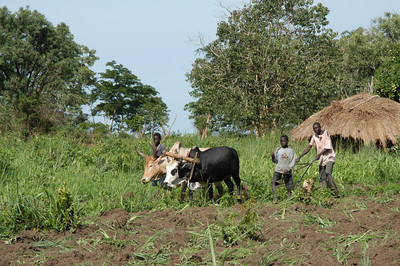 Plowing The only plow or tool I saw in use among all the farms we visited